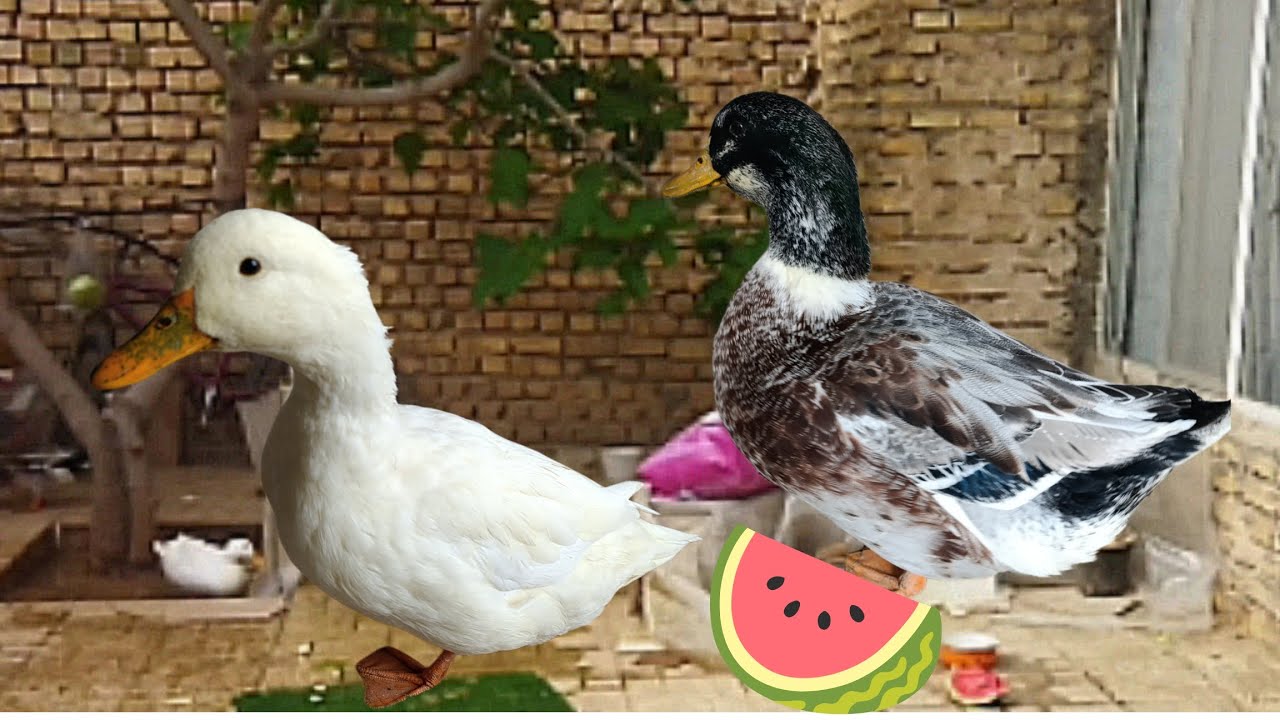 Cleaning the house of ducks/duck house