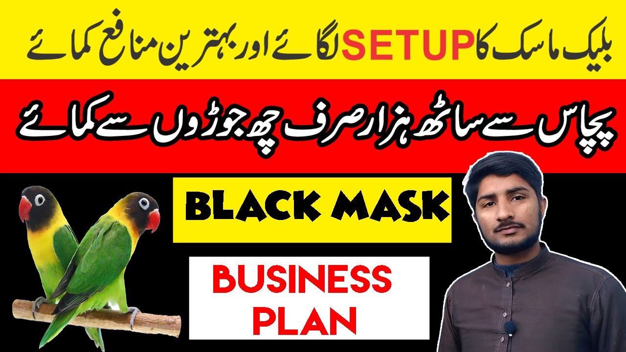 Black mask love bird business plan | Black mask love birds | 6 pairs Black mask Fusibility