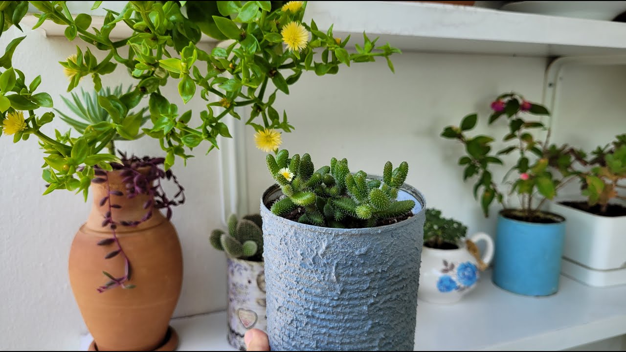 Delosperma Echinatum (Turşu Çiçeği) Bakımı ve Saksı Değişimi