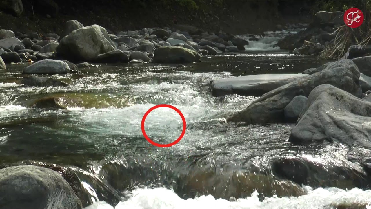 #7 [MasterTenkara] [Basic] Where in rivers can you find a trout?