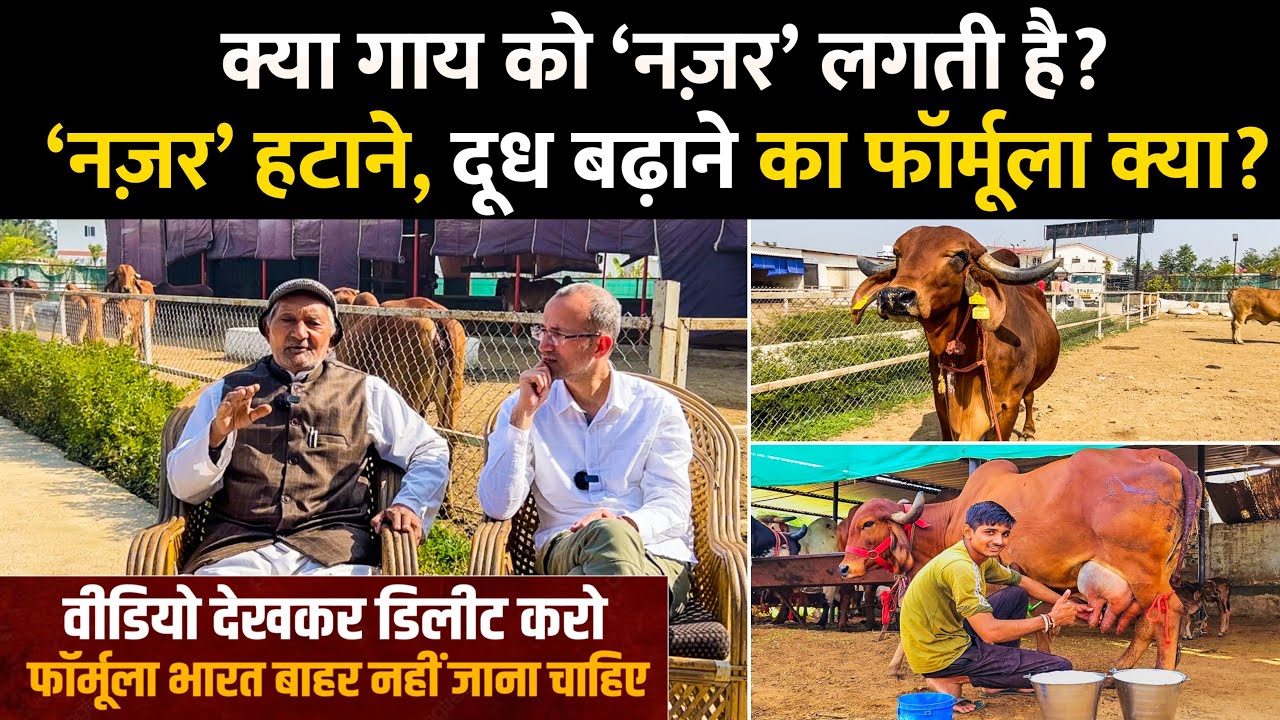गाय को नज़र लगती है? गाय कम दूध देती है? वैद्य जीतराम शास्त्री के उपाय बना देंगे काम । Mati India ।