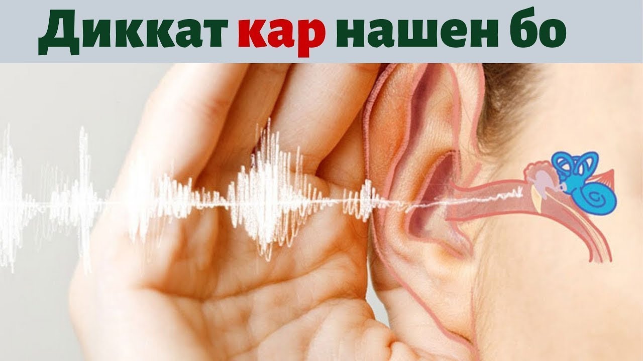 Дар бораи гуш чи медонен Фактҳо дар бораи гӯши инсон