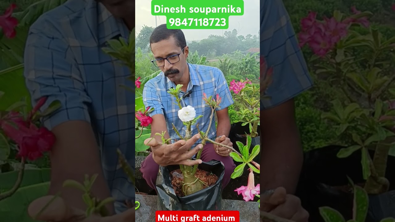 Multi graft multi Petal adenium