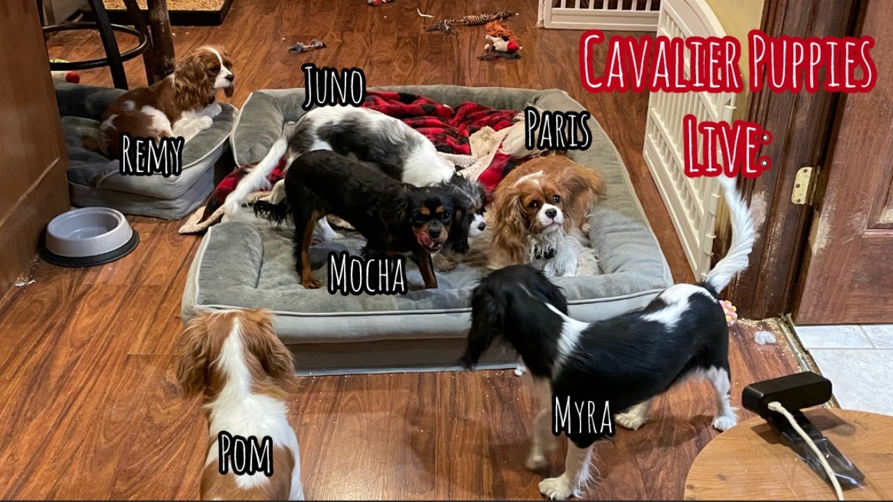 Cavalier Puppy Livestream: Robin & Juno are besties