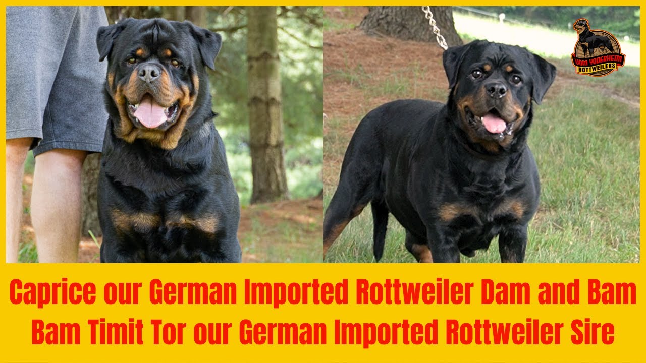 Caprice our German Imported Rottweiler Dam and Bam Bam Timit Tor our German Imported Rottweiler Sire