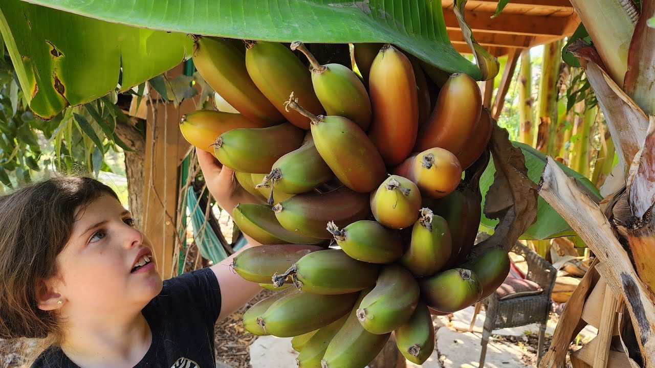 בננות אדומות -יער מאכל - יער בכפר
