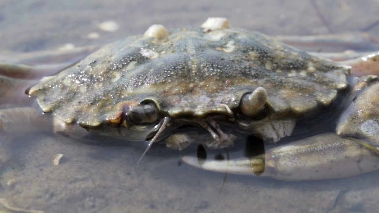 Wattenmeer Remaster
