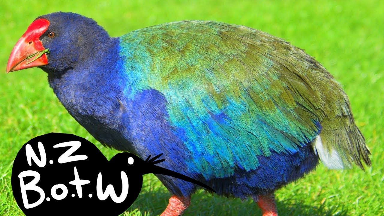Takahe - New Zealand Bird of the Week