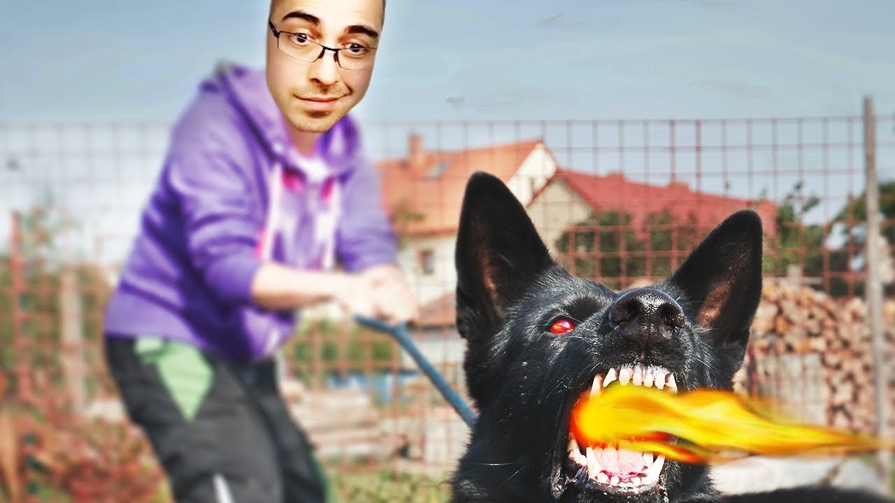 JUST FEED THE DOG BEFORE HE LOSES IT!!!! - Trick2G