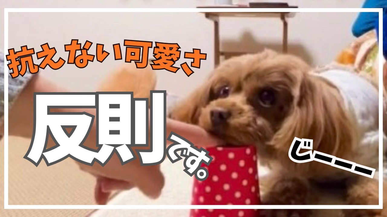 お年玉で買ったおやつを賭けた紙コップゲームで本気全開の愛犬【プードル強めのマルプー】【マルプーのはーちゃん】