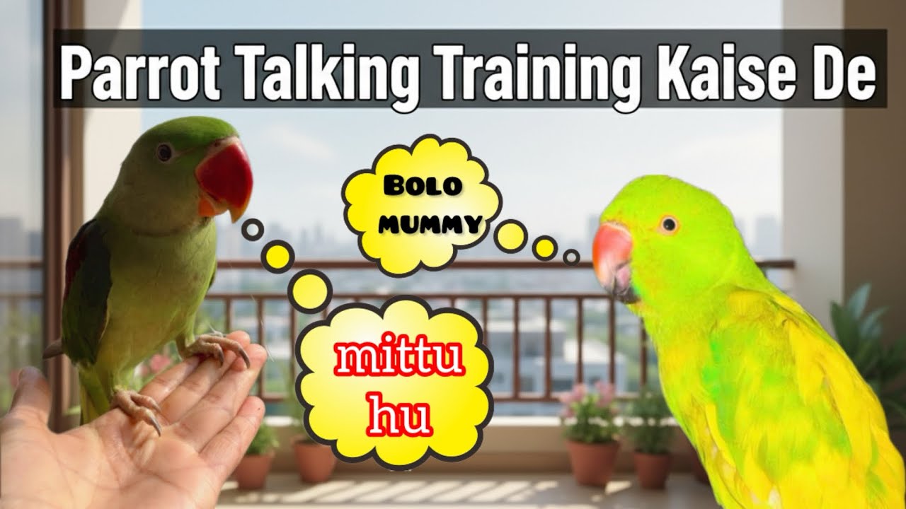 Alexander Parrot Talking Training | Chana Khate Hue Cute Moments #talkingparot #talkingbird 