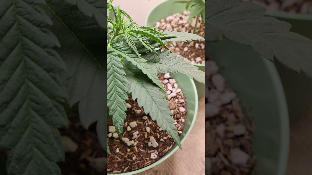 LST (low stress training) the critical purple kush. #week5 veg 👏🏾