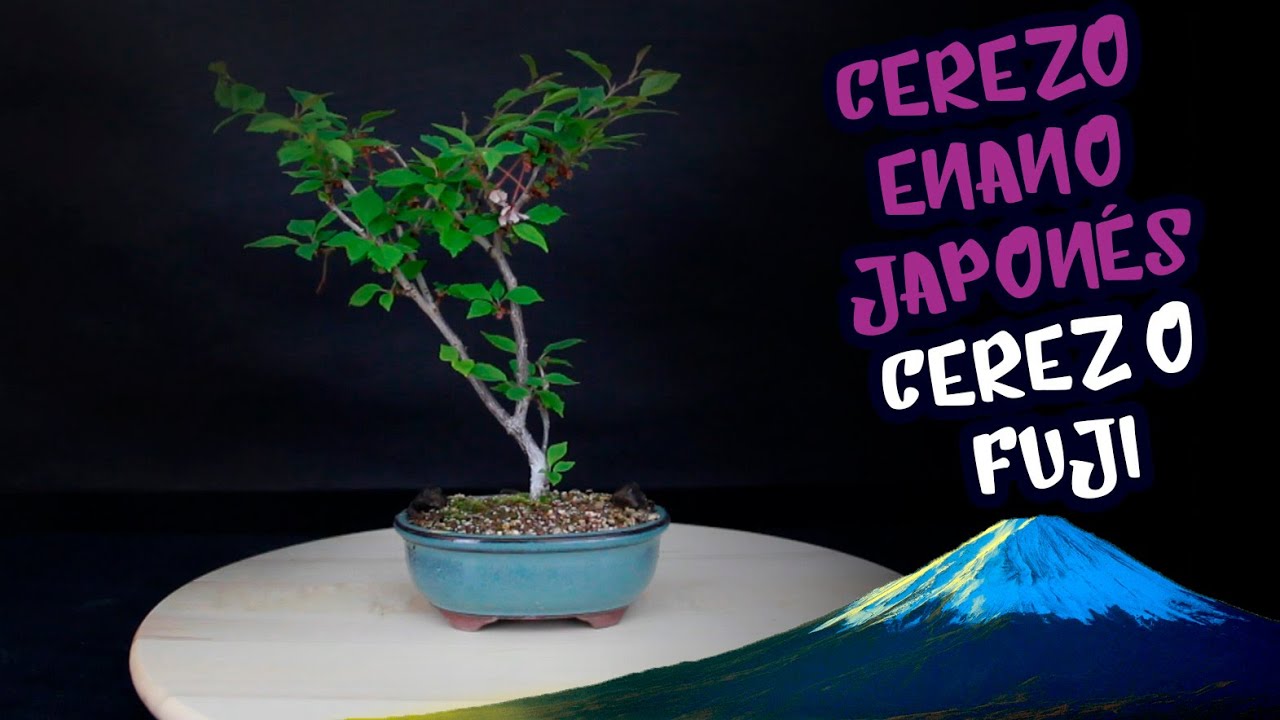 Poda Cerezo Fuji Kojo No Mai | Prunus incisa