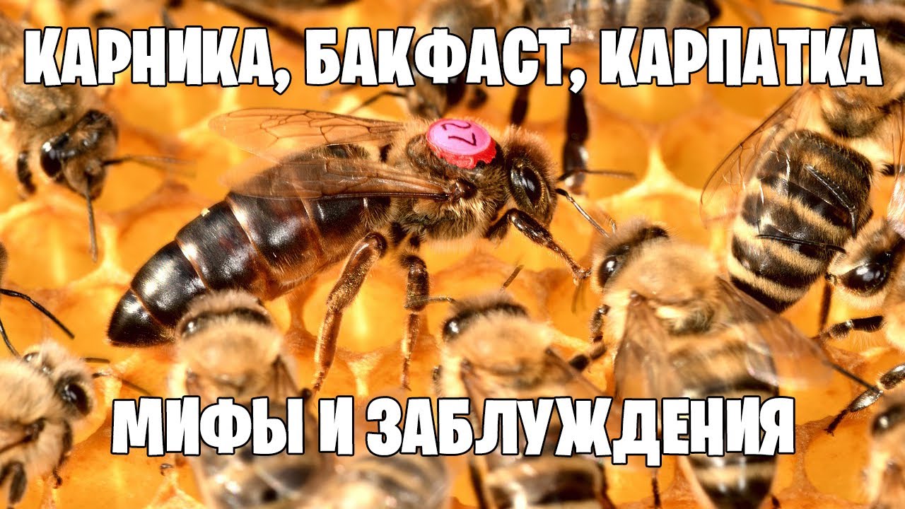 КАРНИКА, БАКФАСТ, КАРПАТКА. Мифы и заблуждения