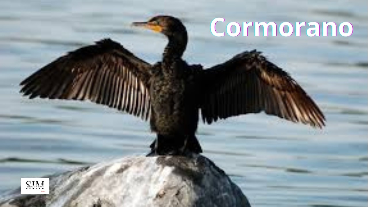 Cormorano