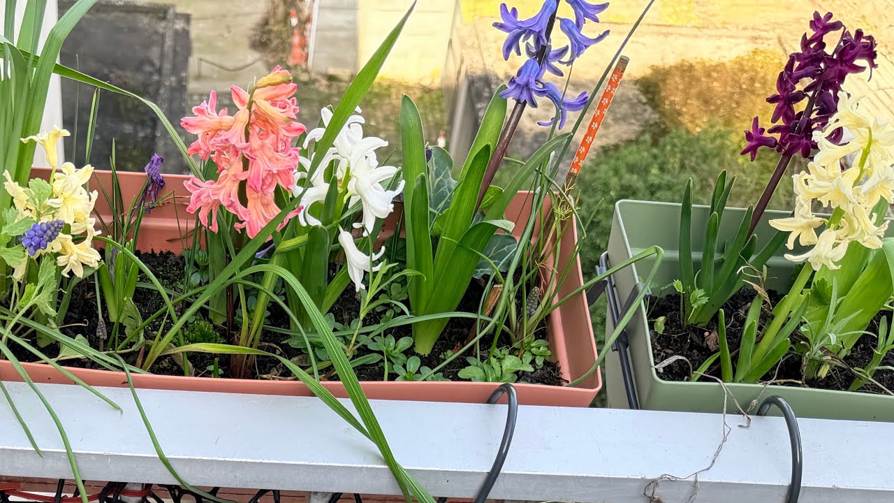 Мої квіточки🪻🌷🪻Весна 🌞наступає🪻🌷🪻Paris26.02.26❤️#paris #весна 2026