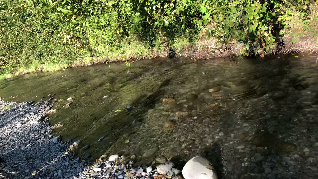 Salmon swimming upstream. Dungeness river, Railroad bridge park, Wa