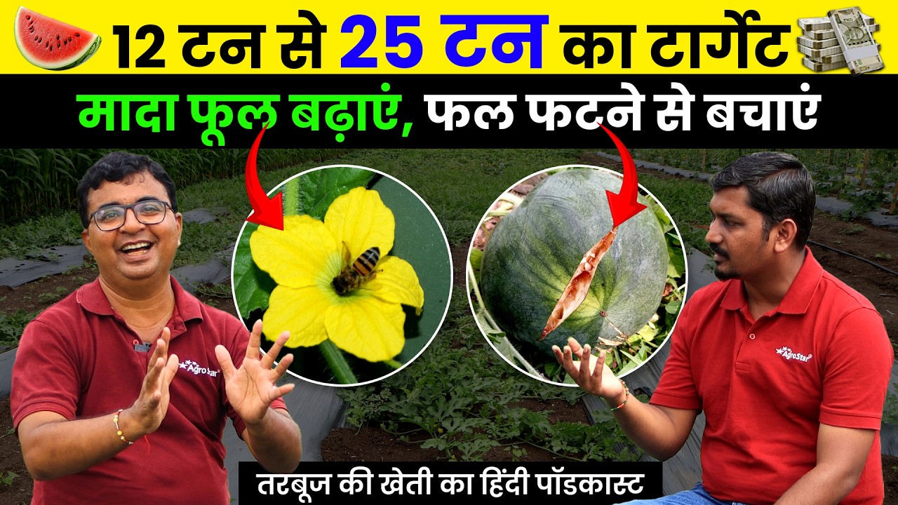 Tarbuj ki kheti 🍉 फल फटने की समस्या | 💯 तरबूज में मादा फूल बढ़ाने का अचूक उपाय | AgroStar
