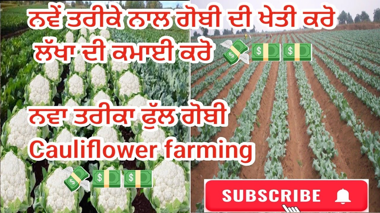Tips For Growing Cauliflower || How We Farm Cauliflower (Gobhi) - Techniques, Tips, and Tricks ||