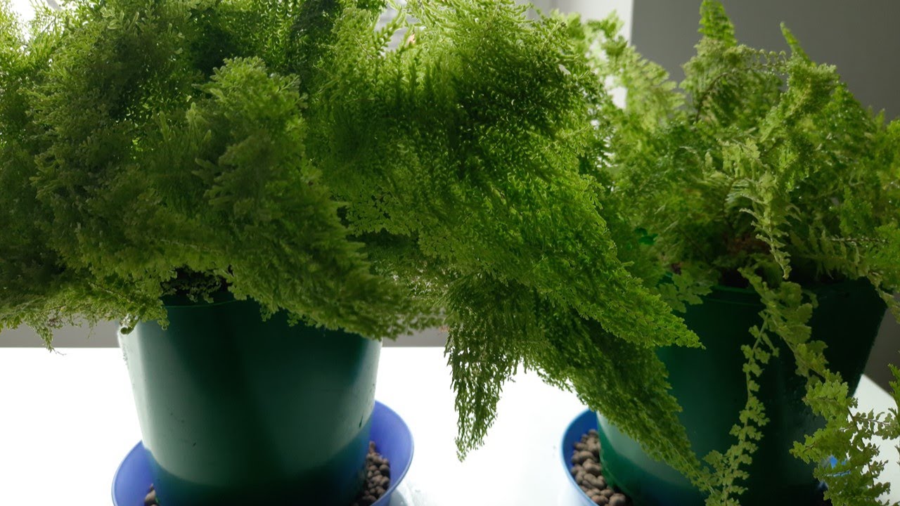 Przesadzanie paproci (nephrolepis exaltata)