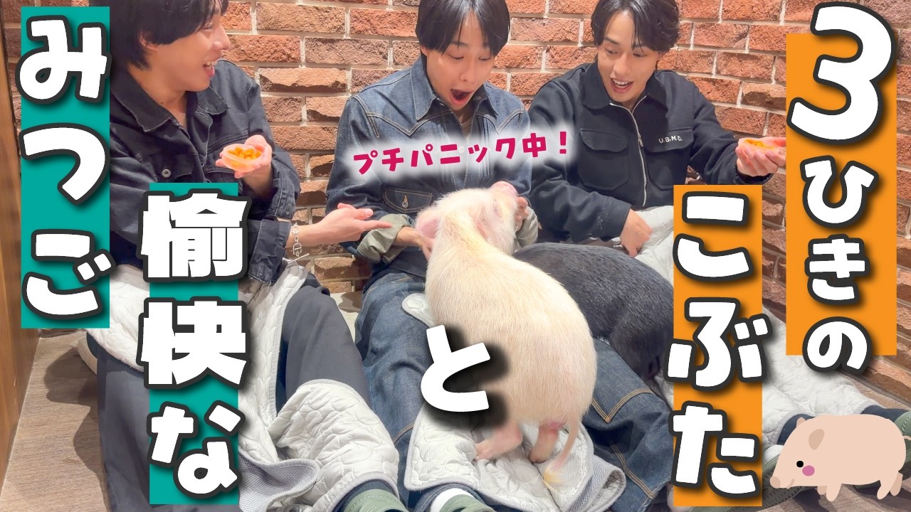 【癒し】可愛さ大渋滞。ブタさんをお家に連れて帰りたい三つ子。