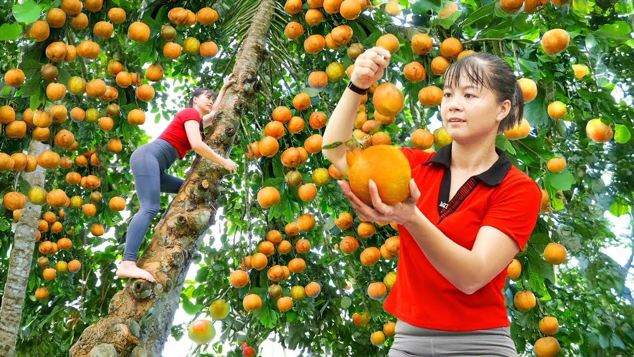 Harvesting Sour Fruit from a Tall Tree & Selling at the Market – How to Preserve Sour Fruit