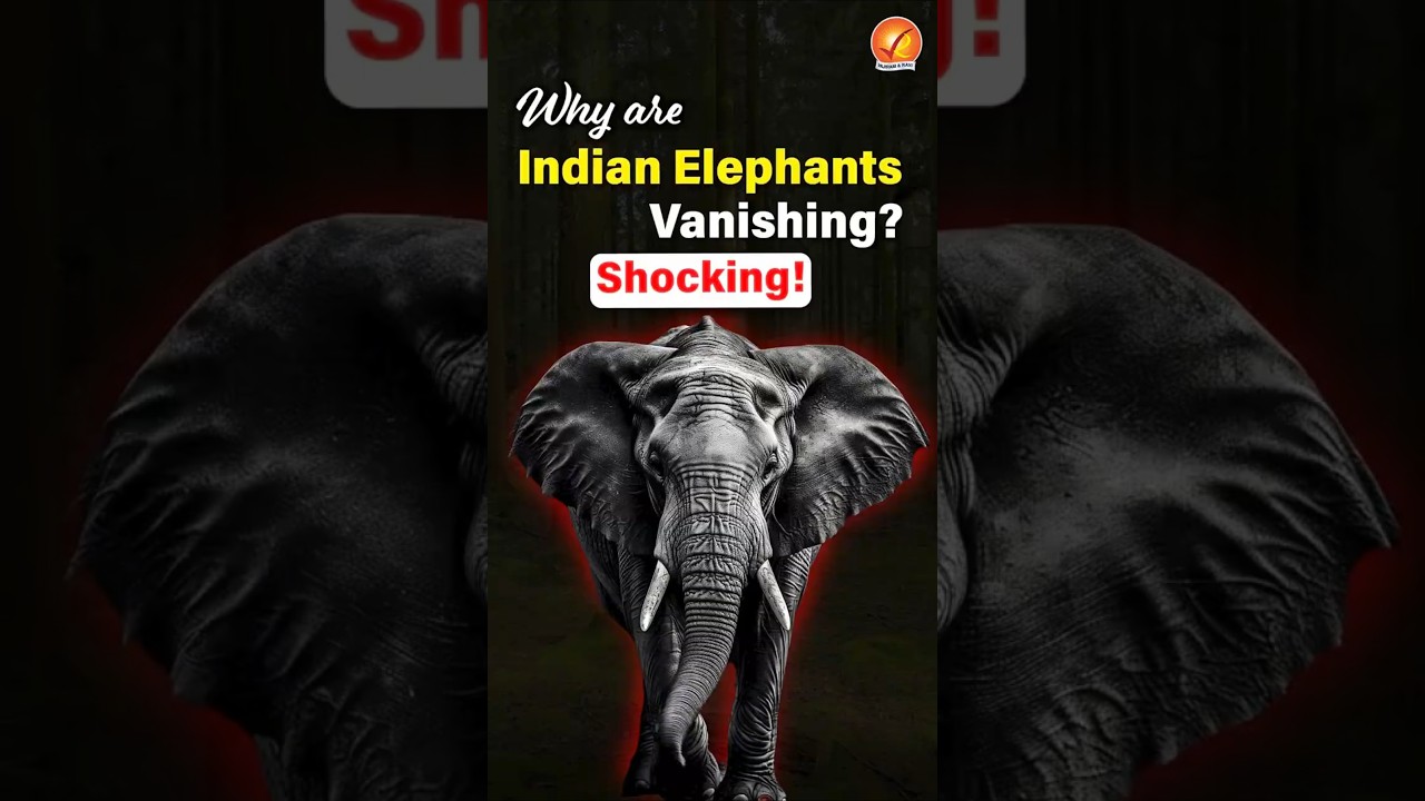 Vanishing Giants: India&rsquo;s Elephant Crisis Explained!