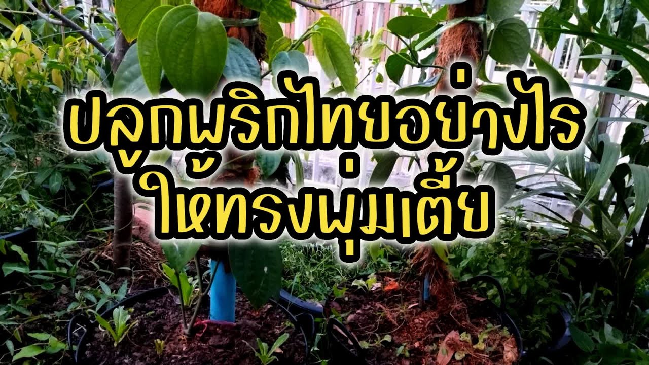 ปลูกพริกไทยอย่างไรให้ทรงพุ่มเตี้ย #ปลูกพริกไทยในเข่ง#ปลูกพริกไทยซีลอนในเข่ง#เกษตรง่ายๆสไตล์มือใหม่