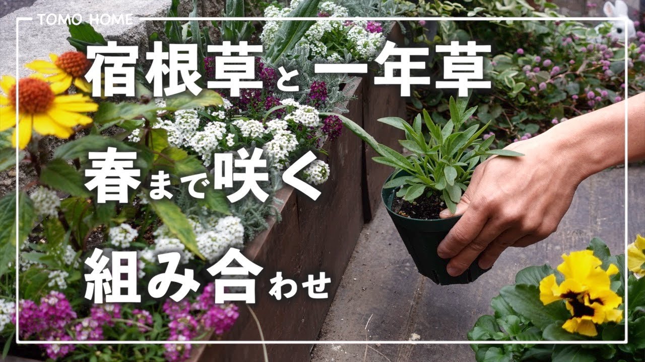 【簡単で失敗しない組み合わせ】宿根草と一年草、球根やリーフも植えまくる【ビオラ/アリッサム/種まき苗】