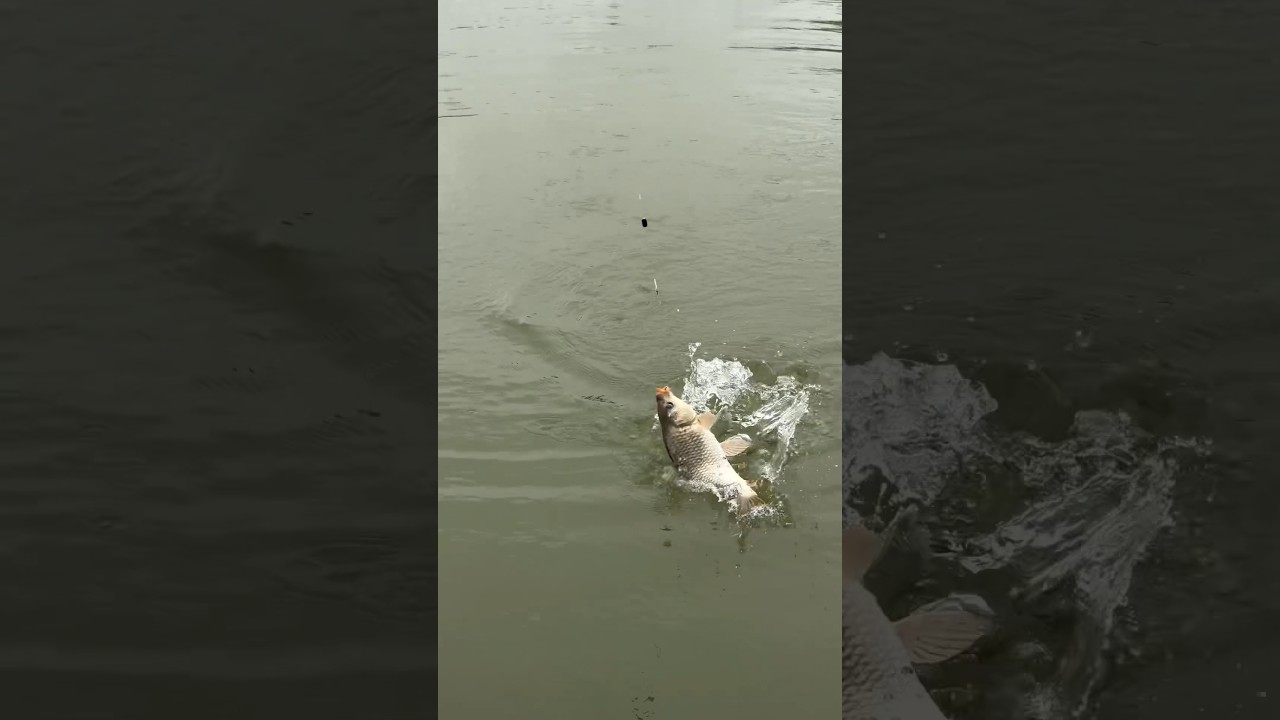 Fishing #fishing #baliqovu #nature #baliq #carpfishing #grovfiskeri #fish #carp #farming