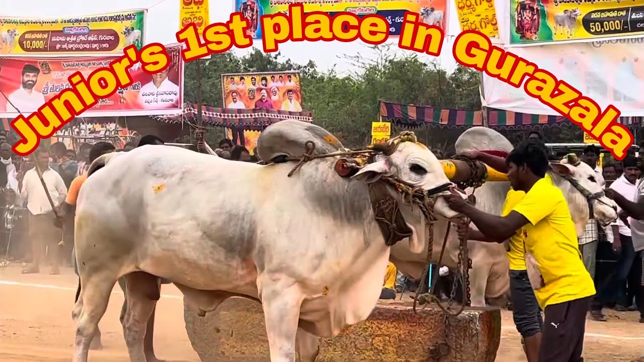 Veerasimha and Nandi combined got 1st place in Gurazala