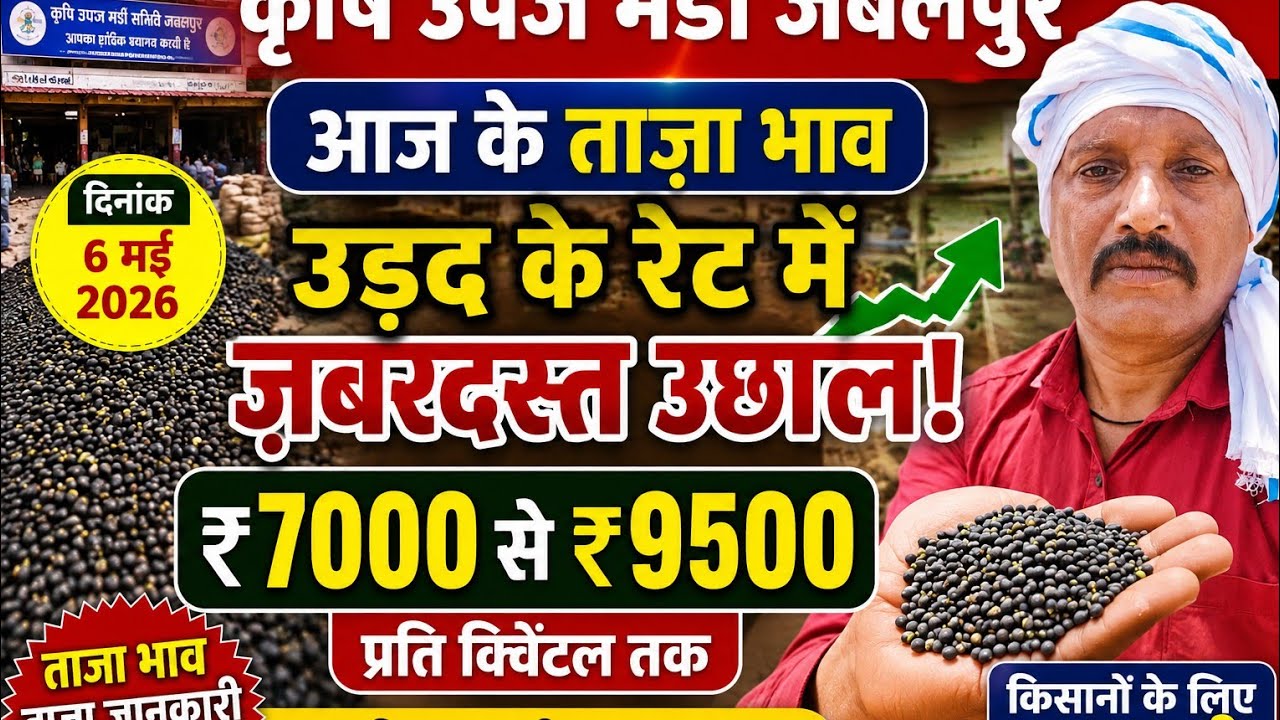 उड़द भाव 6 मई 2026 | जबलपुर मंडी में ₹7000 से ₹9500 क्विंटल | आज का ताजा रेट