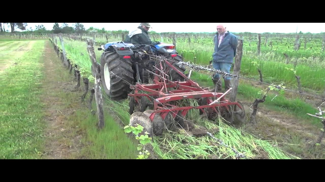 Les engrais verts en viticulture