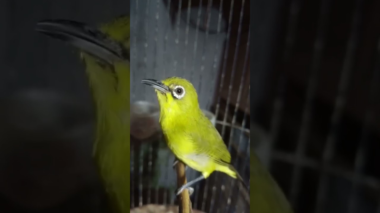 Pleci Dada Kuning Bali Jarlas