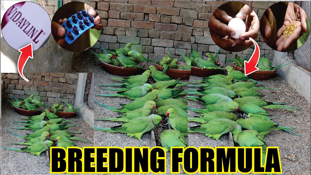 All birds Natural Breeding Formula l All Types Birds Natural Breeding Formula l Cockatiel,Love Birds
