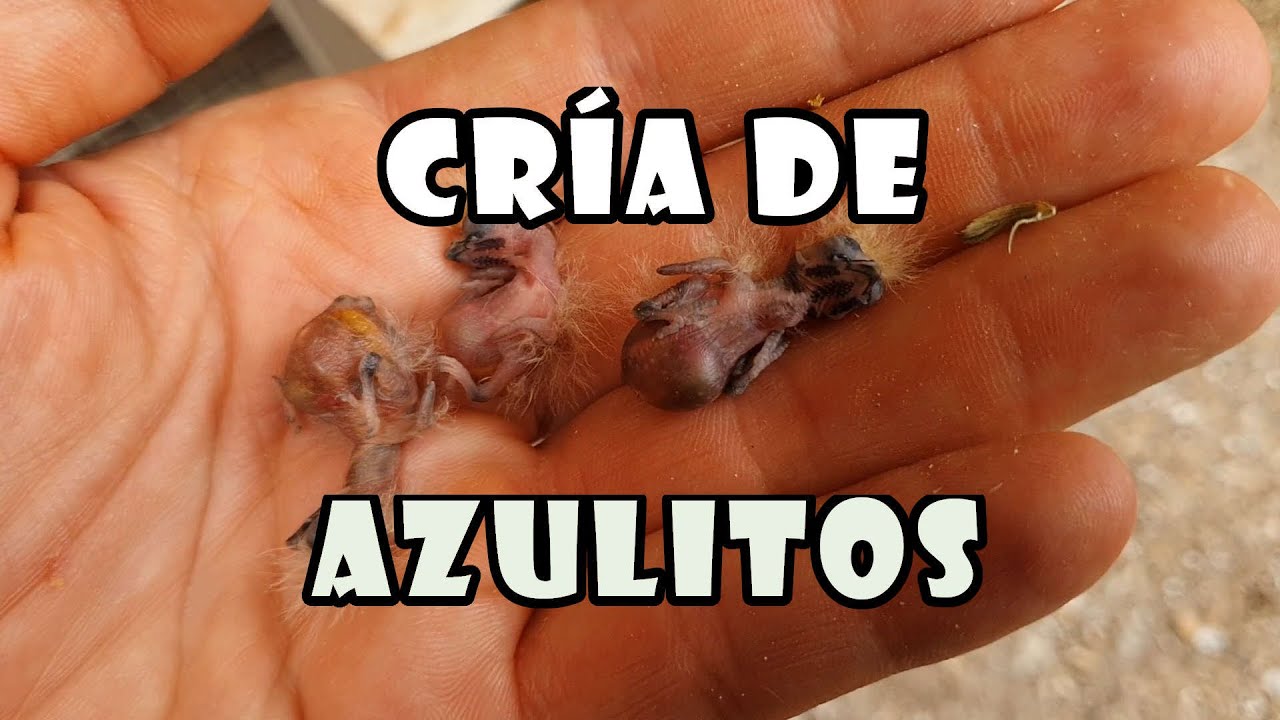 🐣Puesta de azulitos de cabeza azul o de Tanzania en voladera. ( Uraeginthus cyanocephalus )