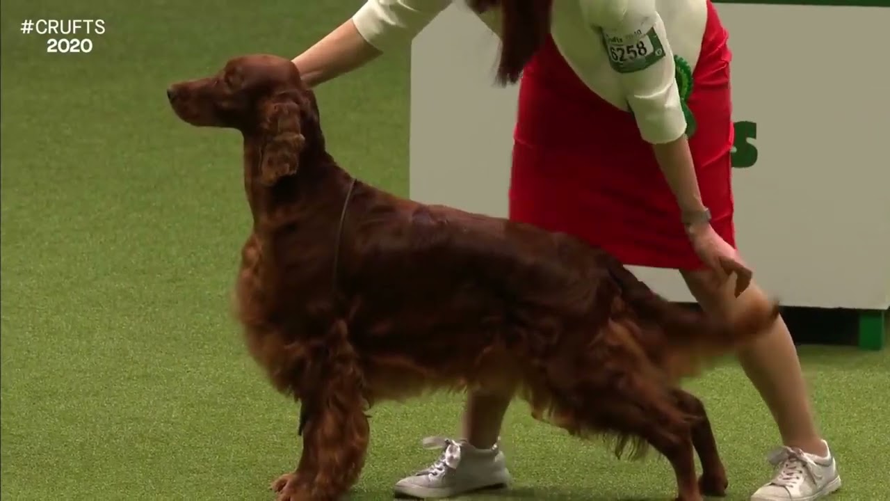 Best of Breed, Gundog Group|IRISH SETTER|