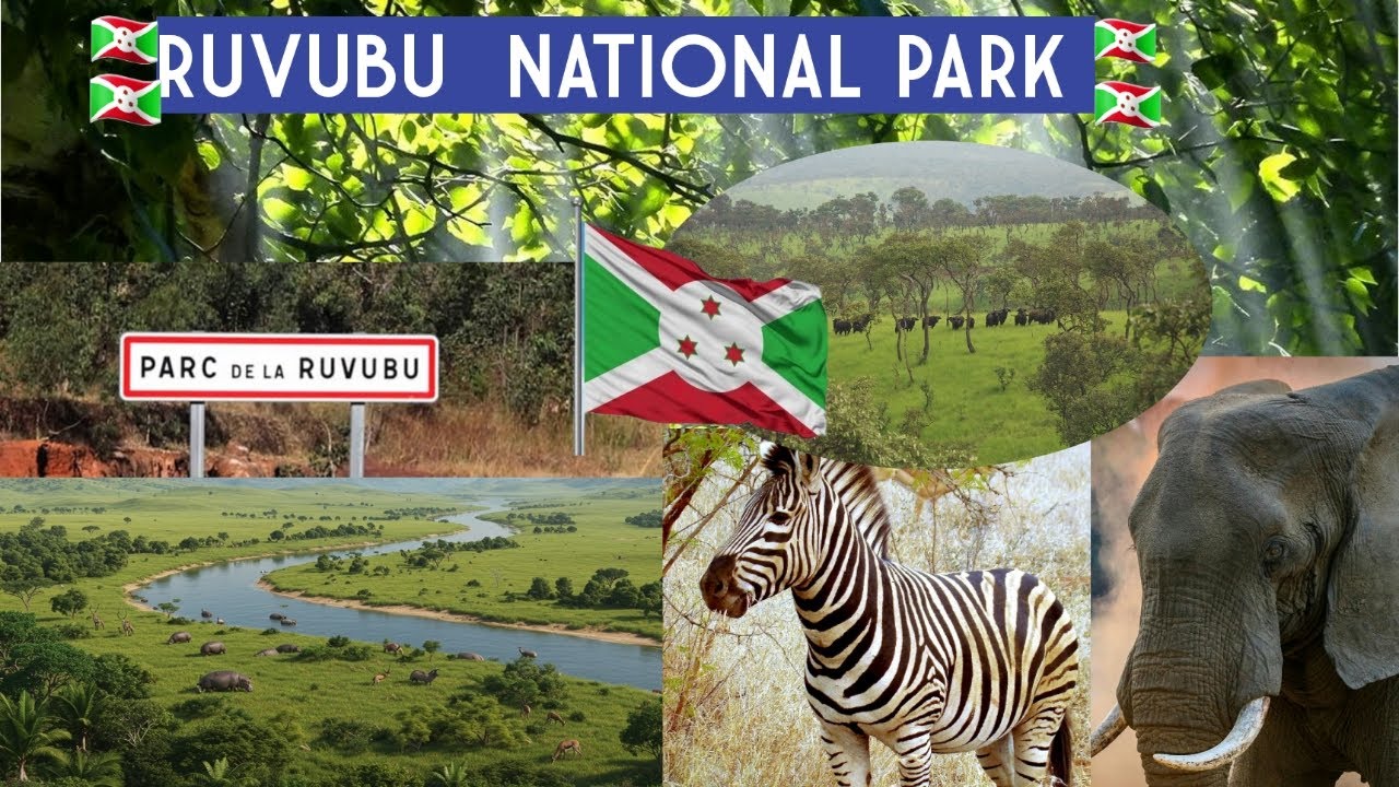 Ishamba rya Ruvubu: Ishamba ry'igitangaza mu Burundi