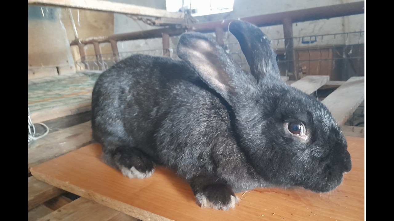 Prezentacja królików