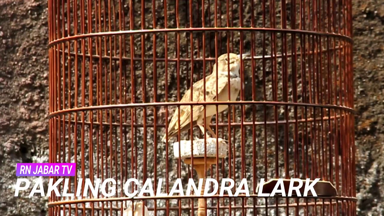MEDIA HOBI : Pakling Calandra Lark ( Gacor Konslet dan Materi Lagu Isian Mewah ).