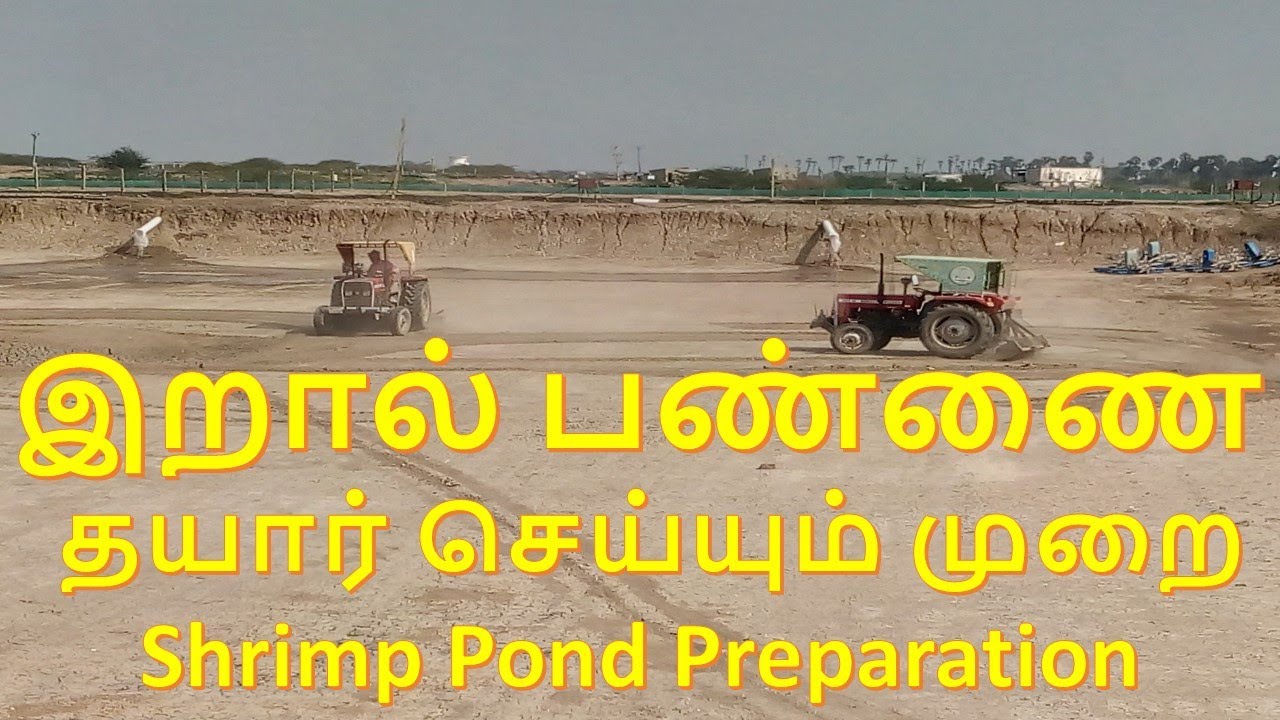 இறால் பண்ணை தயார் செய்யும் முறை / Shrimp Pond Prepation