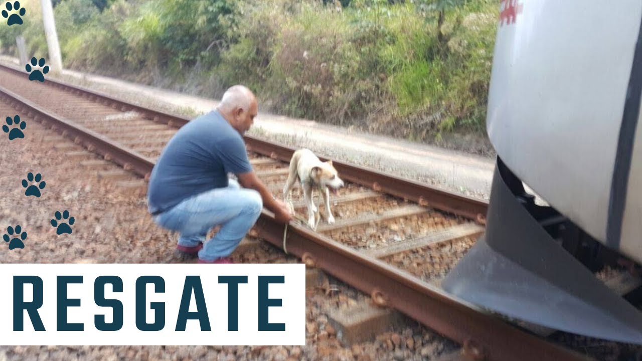 CACHORRO amarrado nos trilhos do METRÔ é resgatado por maquinista