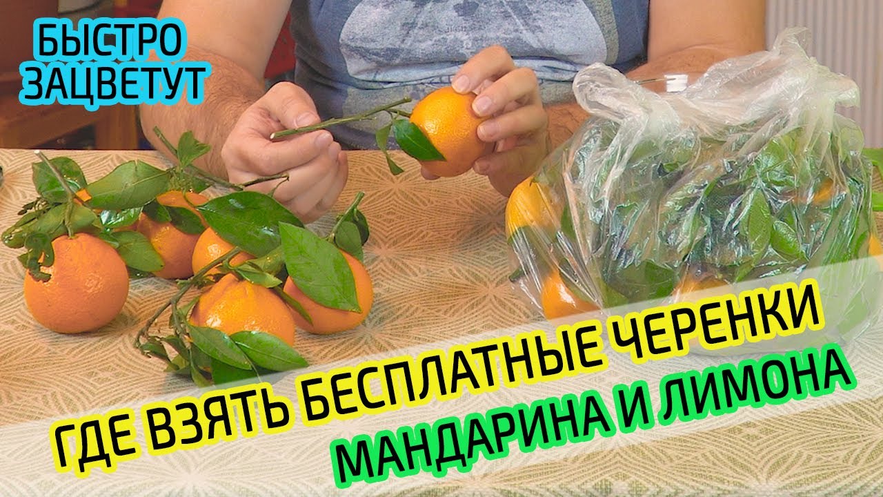 Бесплатные черенки лимона и мандарина для прививки и укоренения  Расскажу где взять и оживить.