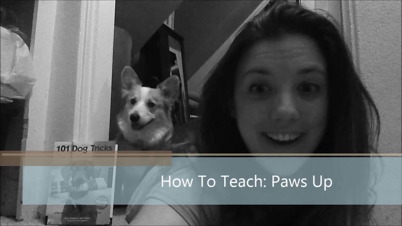 Teach Your Dog: Paws on your arm