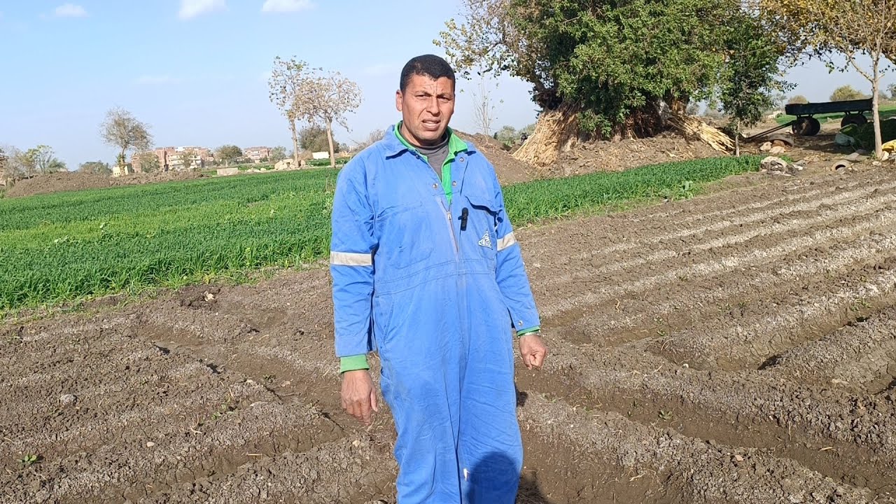 معلومات مهمه جدا عن زراعة البطاطس مع الحاج حماده ابوشربه