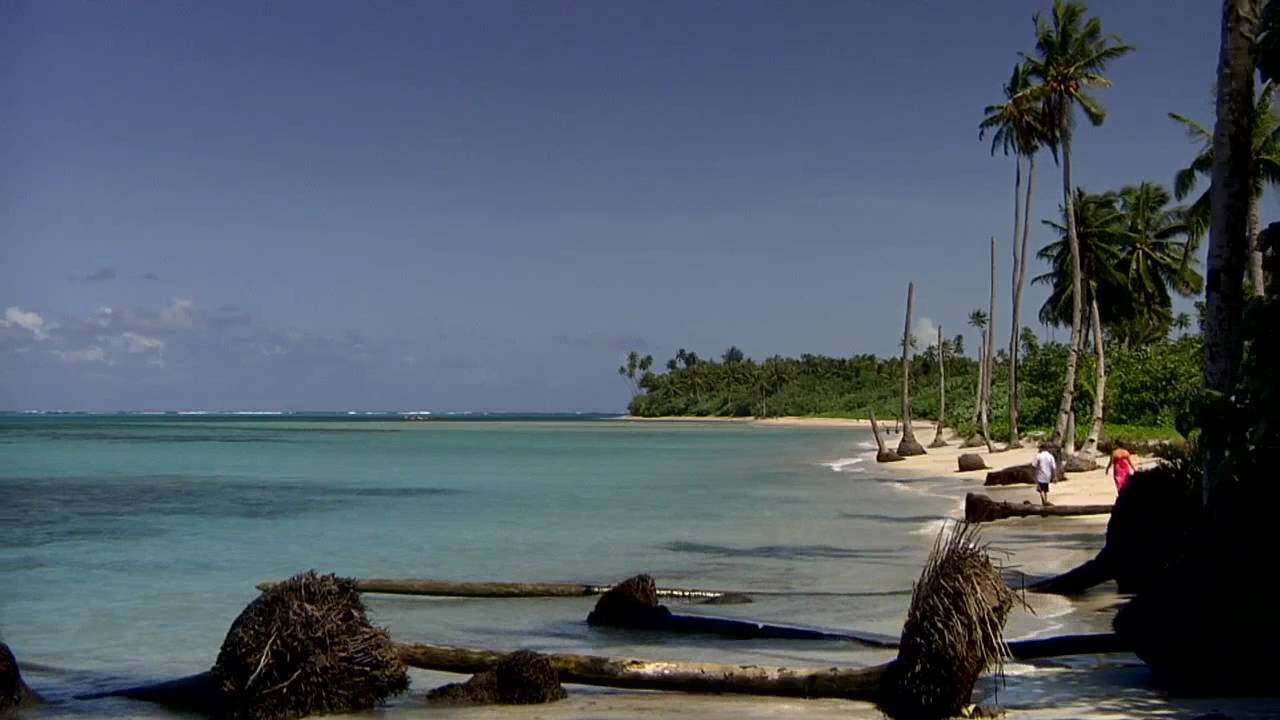 Palm trees on Beach HD