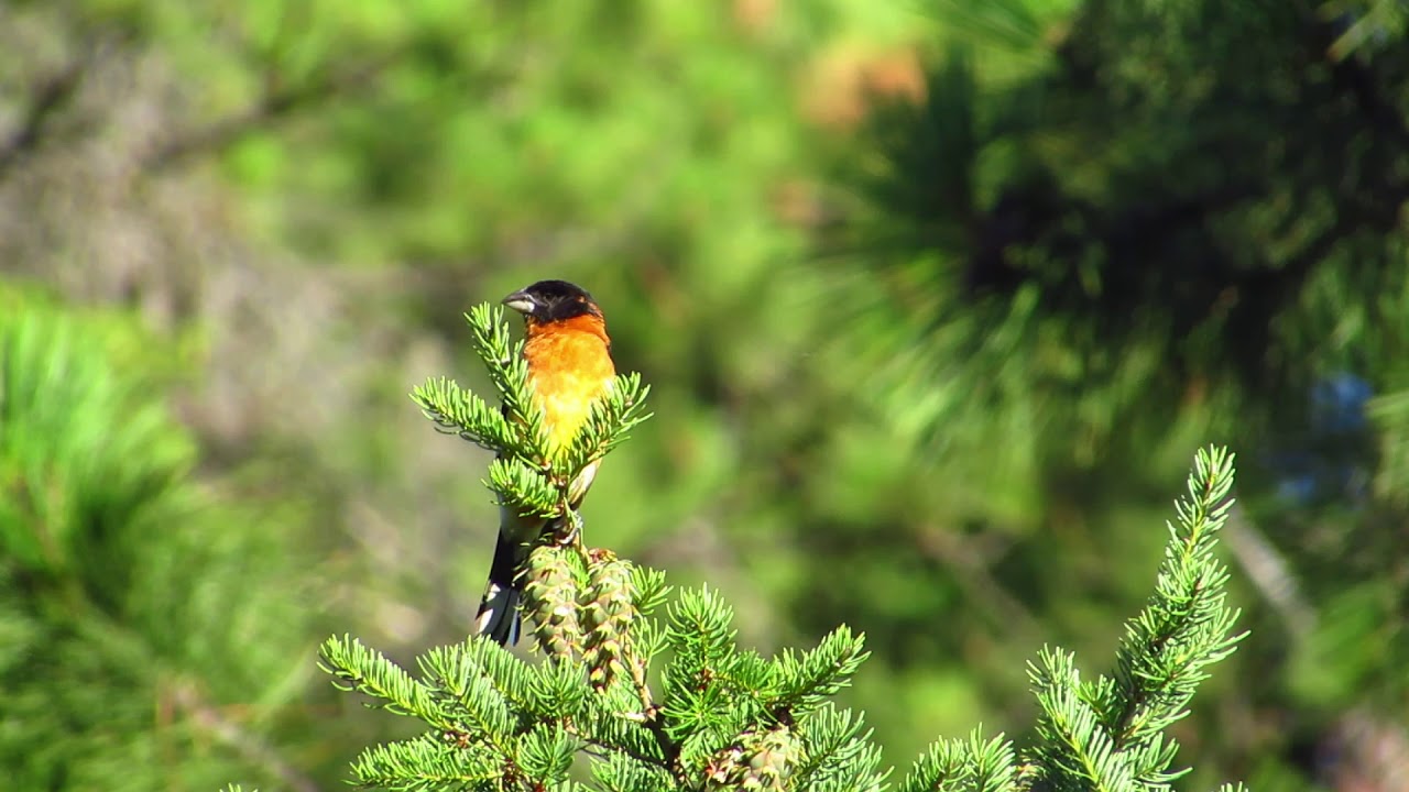 Black-headed Grosbeak
