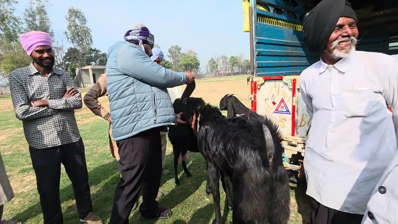 ਬੱਕਰਾ ਮੰਡੀ ਈਲਵਾਲ ਖੇੜੀ ਨਵੀਂ ਲੱਗਣੀ ਸਟਾਰਟ ਹੋਈ ਆ।2,15 ,26