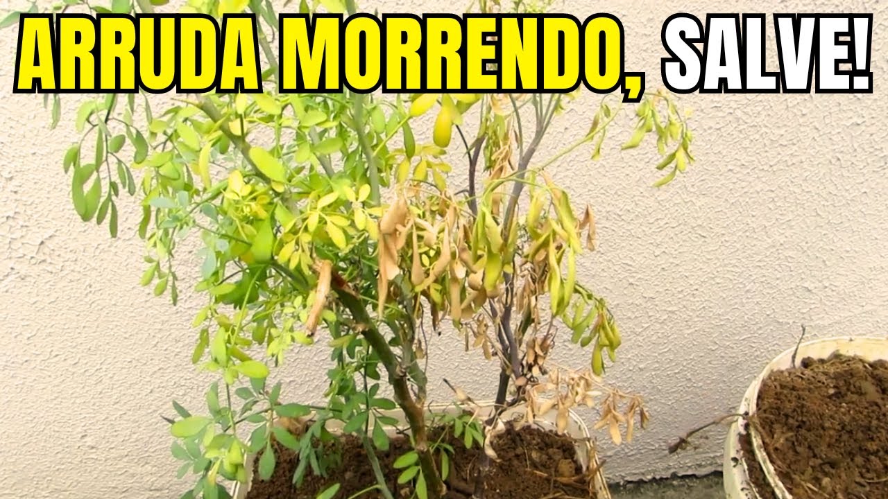 O que significa quando a arruda fica amarela?