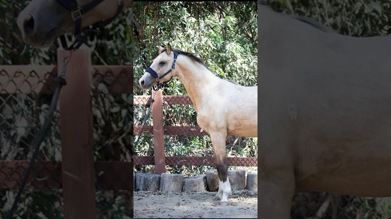 The #1 Questions I get asked about Zapphire 🐴 #breedingstallion #buckskinhorse #warmbloodhorse